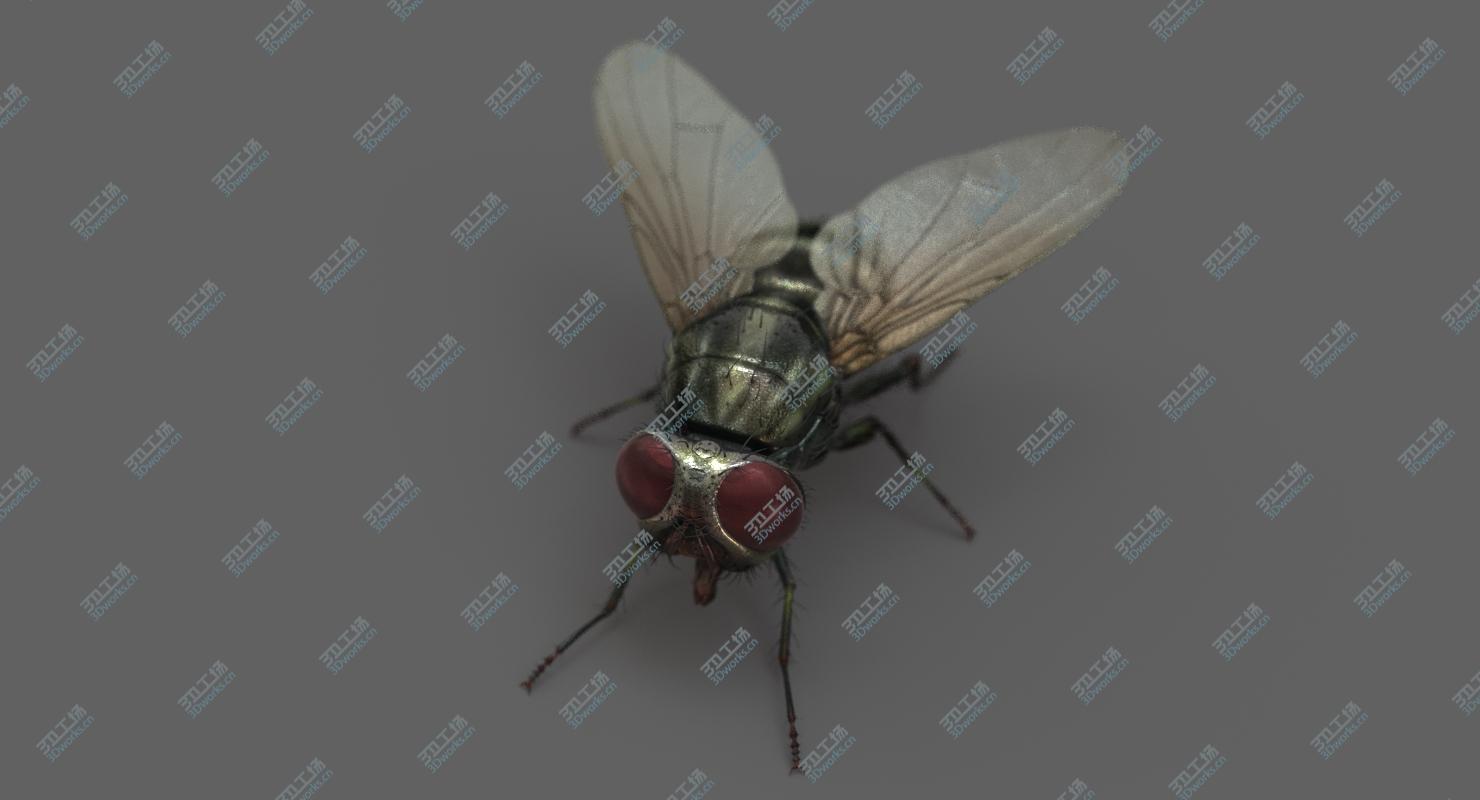 images/goods_img/202104091/Housefly (2) 3D model/5.jpg
